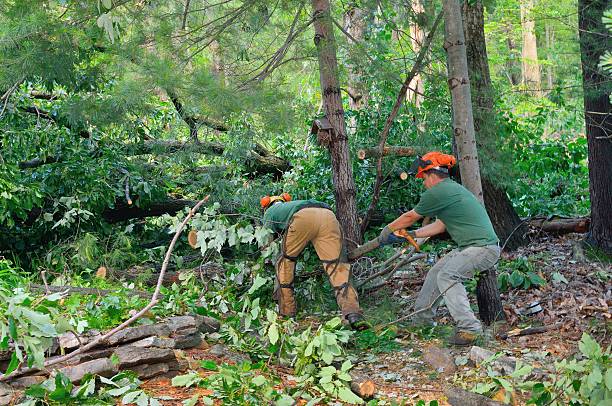 Reliable Gunnison, CO Tree Services Solutions