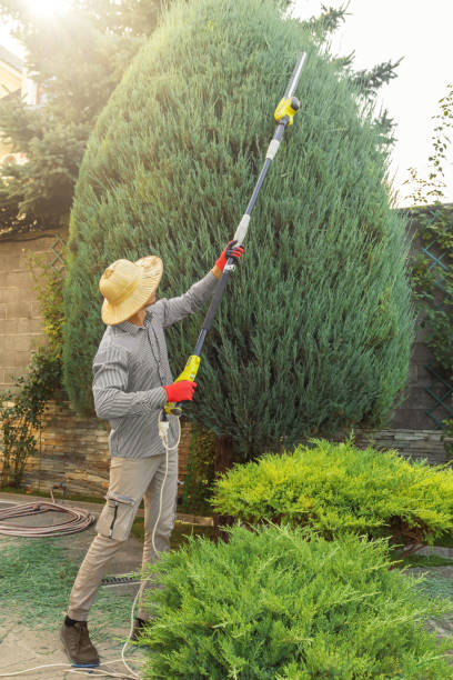 Best Artificial Turf Installation  in Gunnison, CO