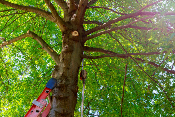How Our Tree Care Process Works  in  Gunnison, CO